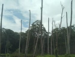 Ketika Warga Seram Utara Menjerit, Terkurung Pencemaran Kiriman Perusahaan Udang PT WLI