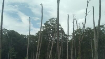 Lahan Pertanian di Seram Utara