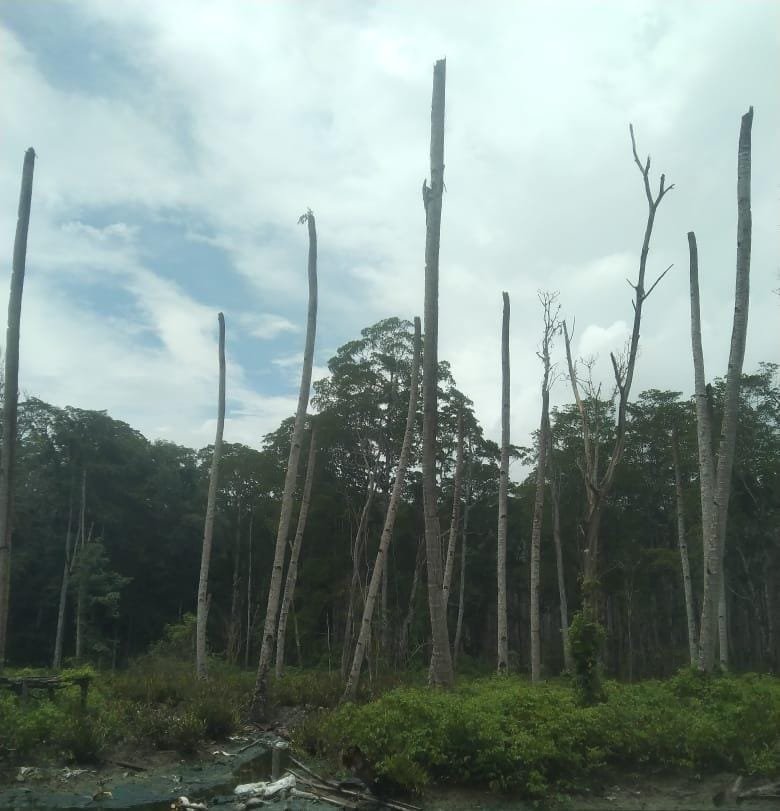 Lahan Pertanian di Seram Utara
