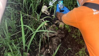 Temuan Kerangka Manusia Gegerkan Wowonda, Polisi Curigai Ada Jejak Kejahatan