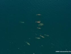 Peneliti WWF Ungkap Penemuan Hewan Langka Di Perairan MBD
