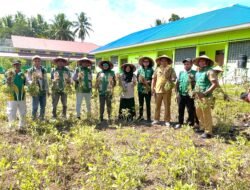 Panen Raya Kacang Tanah SMK Negeri 3 Morotai, Bukti Nyata Pendidikan Vokasi Berbasis Praktik