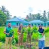 SMKN 3 Pulau Morotai Kembali Panen Raya Kangkung, Bukti Sukses PKL dan Regenerasi Petani Muda