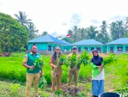 SMKN 3 Pulau Morotai Kembali Panen Raya Kangkung, Bukti Sukses PKL dan Regenerasi Petani Muda
