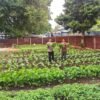 Di Balik Seragam Polisi, AIPDA Theo Oratmangun Sulap Lahan Tidur Jadi Kebun Harapan di Larat